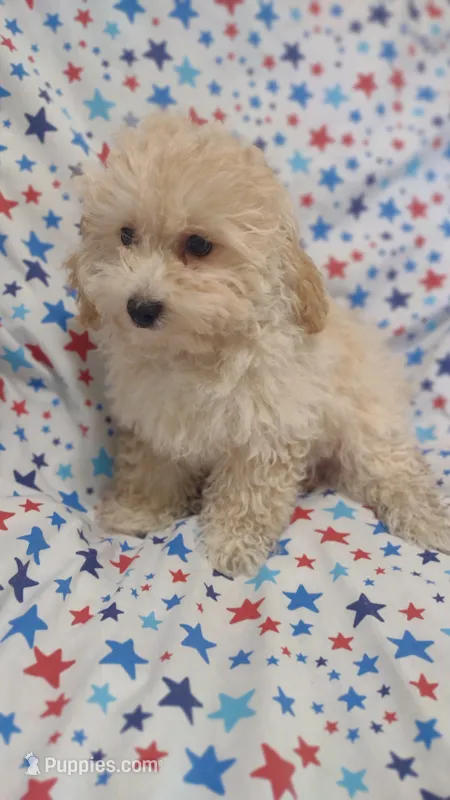 Lime green  Landon  – Maltipoo, Poodle - Toy  puppy for sale in Lebanon, MO