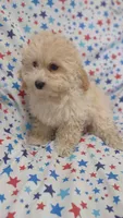 Lime green  Landon , a male Maltipoo and Poodle - Toy  for sale in Lebanon, MO – 4 of 10