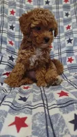 Pam, a female Maltipoo and Poodle - Toy  for sale in Lebanon, MO – 8 of 10