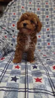 Pam, a female Maltipoo and Poodle - Toy  for sale in Lebanon, MO – 4 of 10