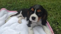 Martin , a male Cavalier King Charles Spaniel for sale in Lebanon, MO – 5 of 6