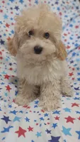 Lime green  Landon , a male Maltipoo and Poodle - Toy  for sale in Lebanon, MO – 5 of 10