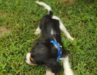 Martin , a male Cavalier King Charles Spaniel for sale in Lebanon, MO – 3 of 6