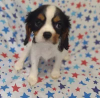 Pam, a female Cavalier King Charles Spaniel for sale in Lebanon, MO – 2 of 6