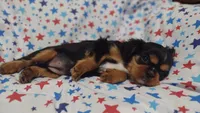 Libby , a female Cavalier King Charles Spaniel for sale in Lebanon, MO – 3 of 5