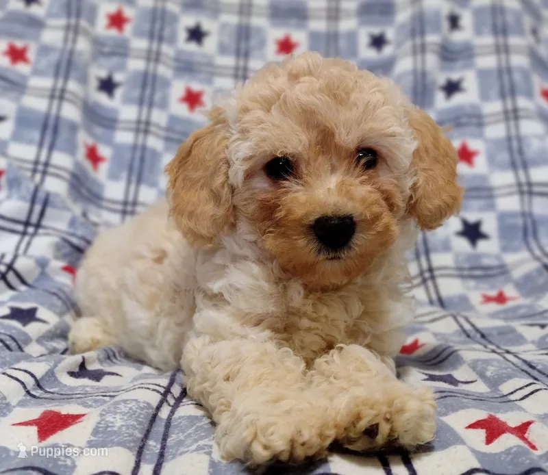 Penny – Maltipoo, Poodle - Toy  puppy for sale in Lebanon, MO