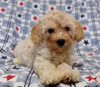 Penny, a female Maltipoo and Poodle - Toy  for sale in Lebanon, MO – 4 of 10