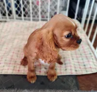 Matthew, a male Cavalier King Charles Spaniel for sale in Lebanon, MO – Photo 5 of 10