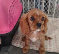 Matthew, a male Cavalier King Charles Spaniel for sale in Lebanon, MO – Photo 1 of 10