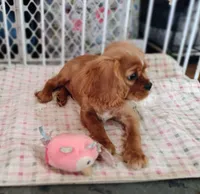 Matthew, a male Cavalier King Charles Spaniel for sale in Lebanon, MO – Photo 4 of 10