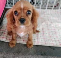 Matthew, a male Cavalier King Charles Spaniel for sale in Lebanon, MO – Photo 6 of 10