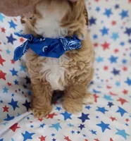 Red Lincoln(London), a male Maltipoo and Poodle - Toy  for sale in Lebanon, MO – 4 of 10