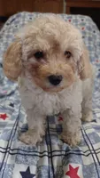 Penny, a female Maltipoo and Poodle - Toy  for sale in Lebanon, MO – 5 of 10