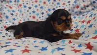Libby , a female Cavalier King Charles Spaniel for sale in Lebanon, MO – 4 of 5