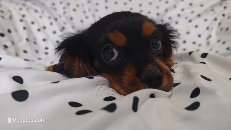 David  – Cavalier King Charles Spaniel puppy for sale in Lebanon, MO
