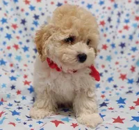 Lime green  Landon, a female Maltipoo and Poodle - Toy  for sale in Lebanon, MO – 2 of 10
