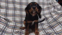 David , a male Cavalier King Charles Spaniel for sale in Lebanon, MO – 4 of 6