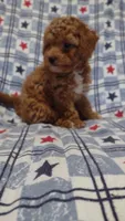 Pam, a female Maltipoo and Poodle - Toy  for sale in Lebanon, MO – 2 of 10