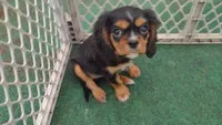 Candie, a female Cavalier King Charles Spaniel for sale in Lebanon, MO – Photo 6 of 10