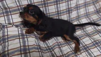 David , a male Cavalier King Charles Spaniel for sale in Lebanon, MO – 6 of 6