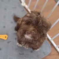 Pig-Pen, a male Havanese and Havapoo for sale in Lebanon, MO – Photo 3 of 9