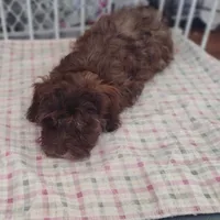Pig-Pen, a male Havanese and Havapoo for sale in Lebanon, MO – Photo 4 of 9