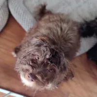 Pig-Pen, a male Havanese and Havapoo for sale in Lebanon, MO – Photo 1 of 9