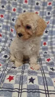 Penny, a female Maltipoo and Poodle - Toy  for sale in Lebanon, MO – 8 of 10