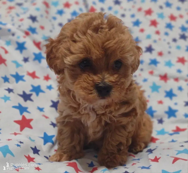 Pink Polly – Maltipoo, Poodle - Toy  puppy for sale in Lebanon, MO
