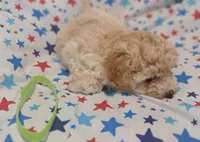 Lime green , a male Maltipoo and Poodle - Toy  for sale in Lebanon, MO – Photo 3 of 8