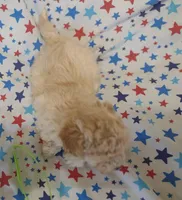 Lime green , a male Maltipoo and Poodle - Toy  for sale in Lebanon, MO – Photo 2 of 8