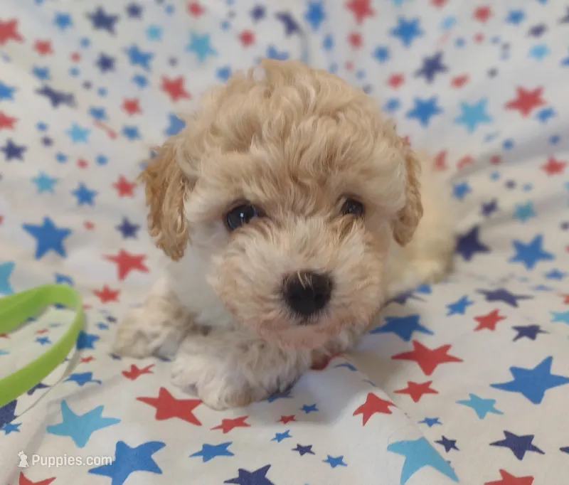 Lime green  – Maltipoo, Poodle - Toy  puppy for sale in Lebanon, MO