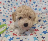 Lime green , a male Maltipoo and Poodle - Toy  for sale in Lebanon, MO – Photo 1 of 8