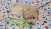 Lime green , a male Maltipoo and Poodle - Toy  for sale in Lebanon, MO – Photo 4 of 8