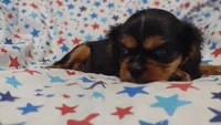 Libby , a female Cavalier King Charles Spaniel for sale in Lebanon, MO – 2 of 5