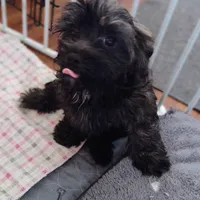 Linus, a male Havapoo for sale in Lebanon, MO – Photo 3 of 6