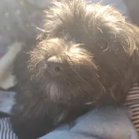 Linus, a male Havapoo for sale in Lebanon, MO – Photo 4 of 6