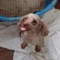 Linus, a male Havapoo for sale in Lebanon, MO – Photo 5 of 6