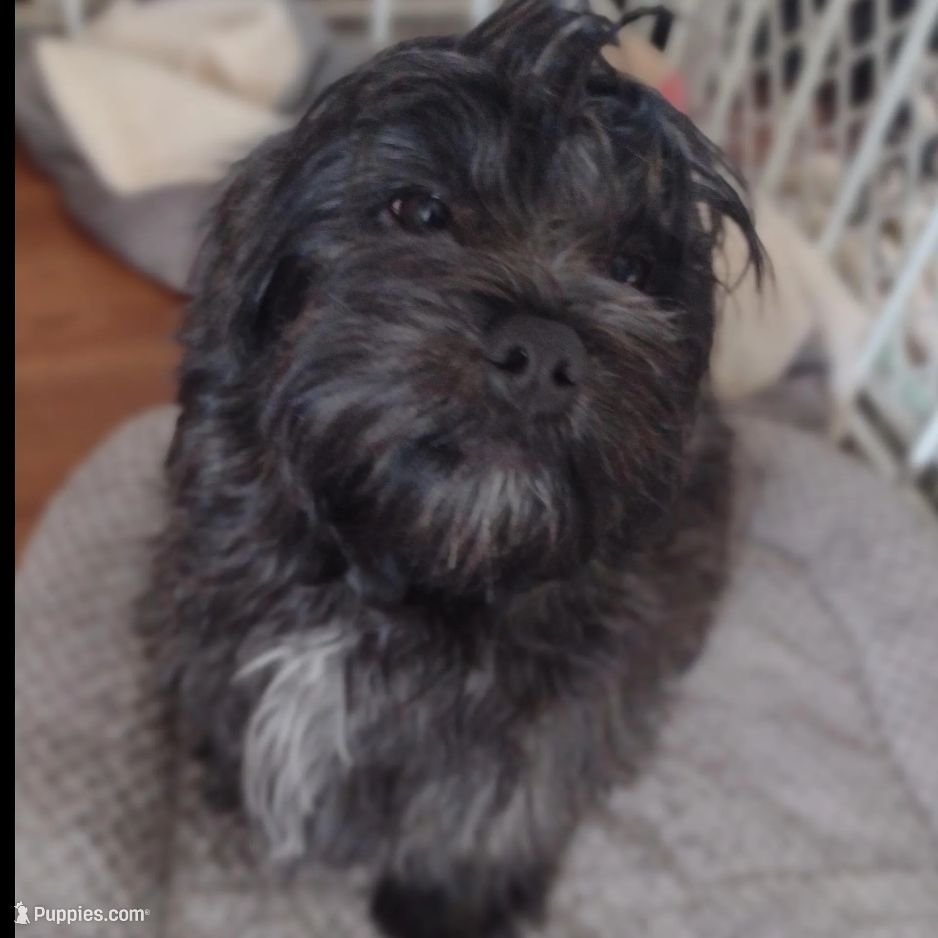 Linus, a male Havapoo for sale in Lebanon, MO – Photo 6 of 6