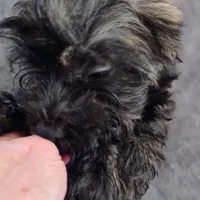 Linus, a male Havapoo for sale in Lebanon, MO – Photo 2 of 6