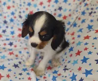 Pam, a female Cavalier King Charles Spaniel for sale in Lebanon, MO – 4 of 6