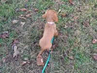 Luke, a male Cavalier King Charles Spaniel for sale in Lebanon, MO – Photo 3 of 10