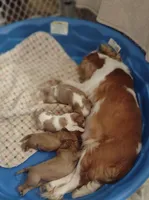 Luke, a male Cavalier King Charles Spaniel for sale in Lebanon, MO – Photo 6 of 10