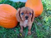 Luke, a male Cavalier King Charles Spaniel for sale in Lebanon, MO – Photo 4 of 10