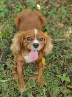 Luke, a male Cavalier King Charles Spaniel for sale in Lebanon, MO – Photo 5 of 10