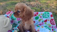 Luke, a male Cavalier King Charles Spaniel for sale in Lebanon, MO – Photo 2 of 10