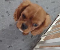 Luke, a male Cavalier King Charles Spaniel for sale in Lebanon, MO – Photo 7 of 10