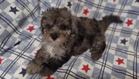 Blue boy, a male Maltipoo and Poodle - Toy  for sale in Lebanon, MO – 6 of 9
