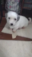 Pam, a female Maltipoo and Poodle - Toy  for sale in Lebanon, MO – 5 of 10