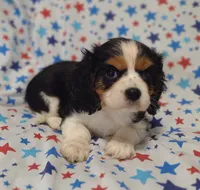 Brown , a male Cavalier King Charles Spaniel for sale in Lebanon, MO – 4 of 4